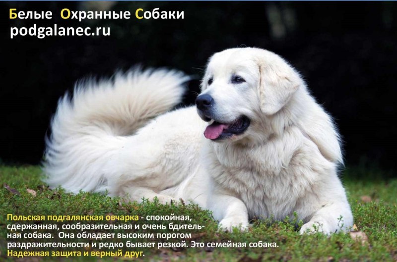Польская пастушья овчарка