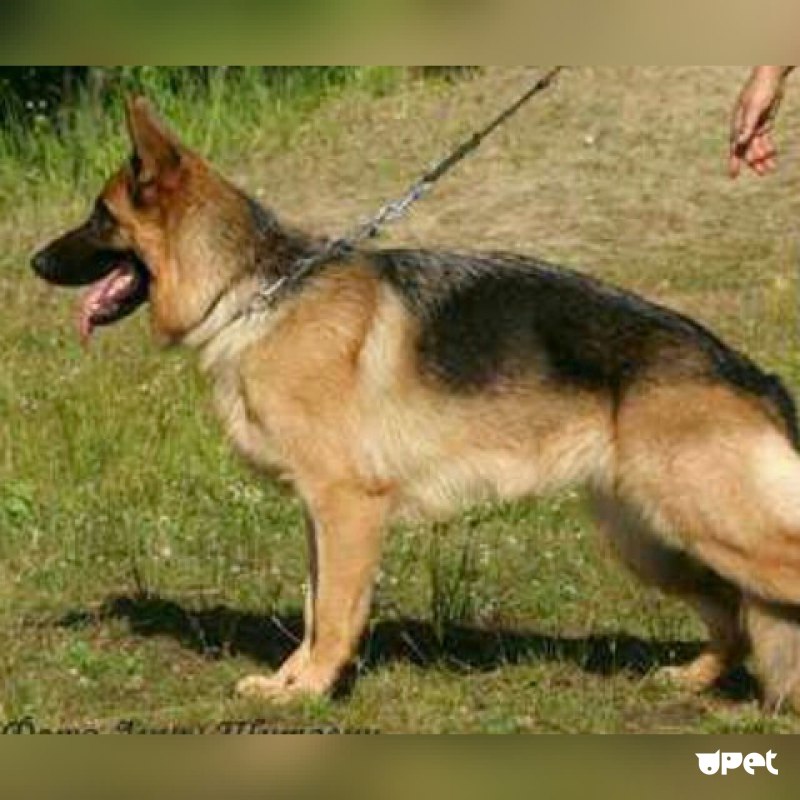 German Shepherd cock