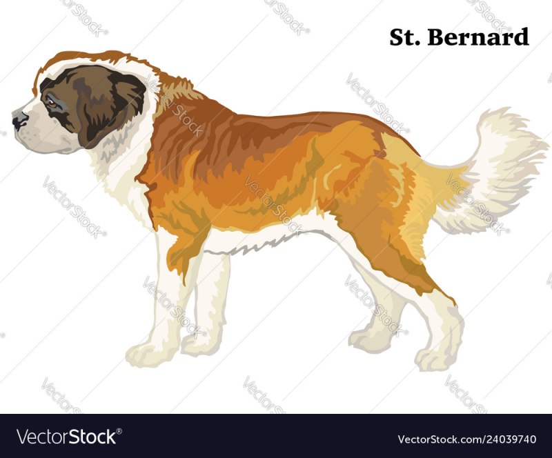Bernard Black vector