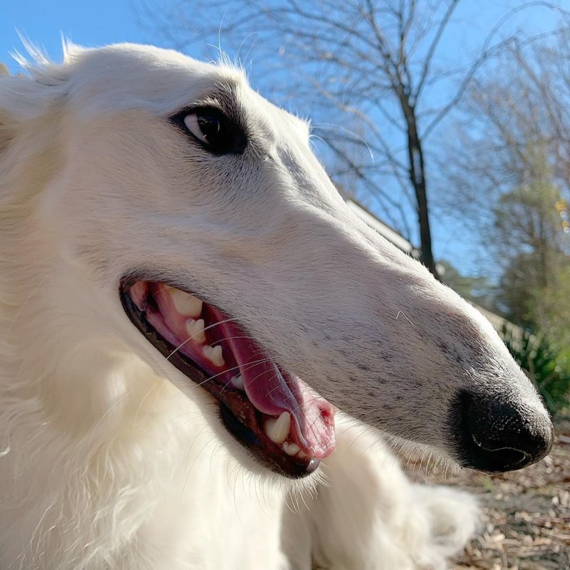 Silken Windhound порода