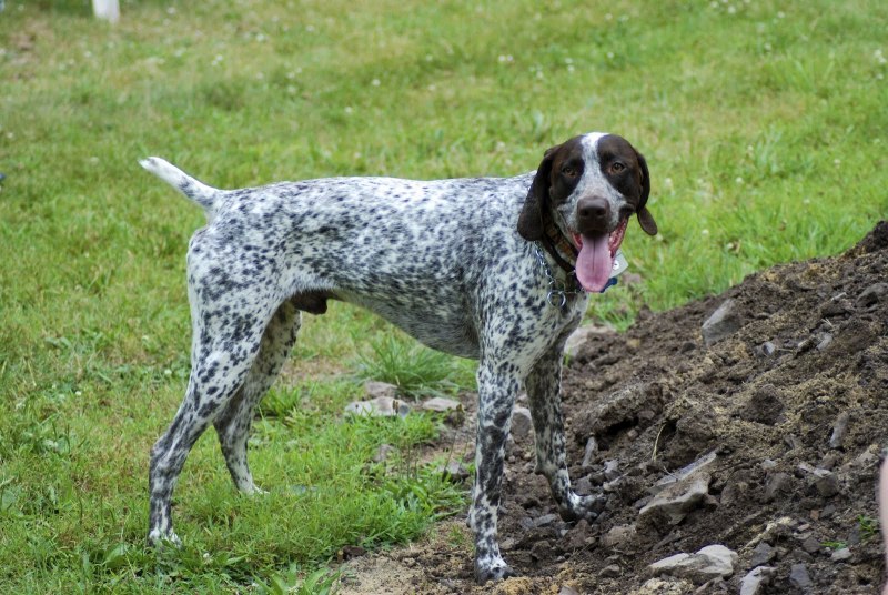 GSP Dog