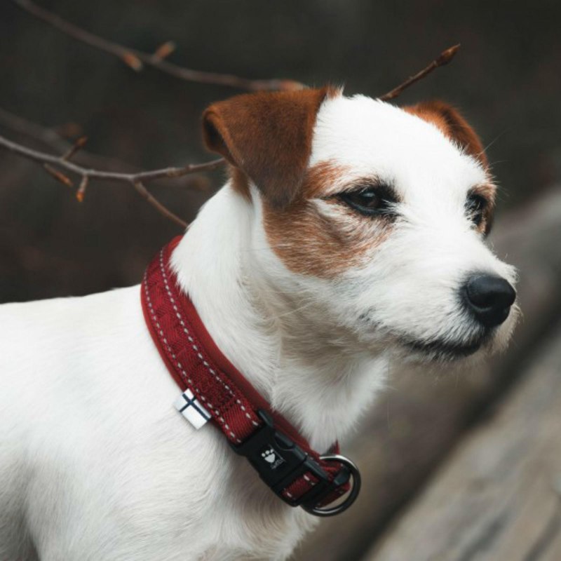 Ошейник Collar Glamour