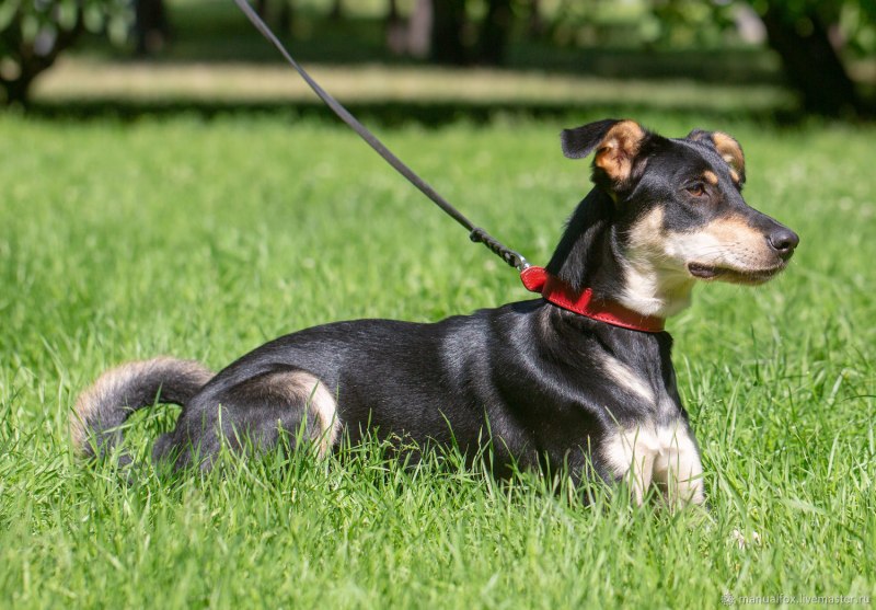 Ошейник Collar брезентовый 0293 51-63 см