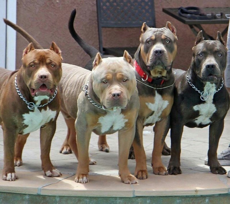 Американский питбультерьер /APBT Pitbull/