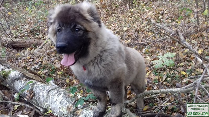 Кавказским овчаркам купируют уши