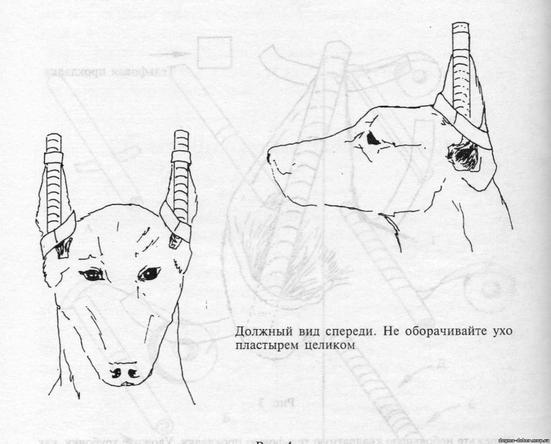 Схема купировки ушей добермана