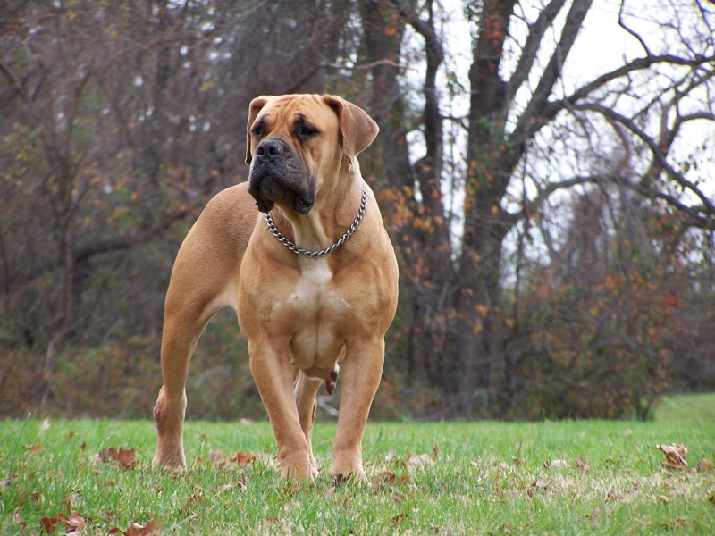 Boerboel собака