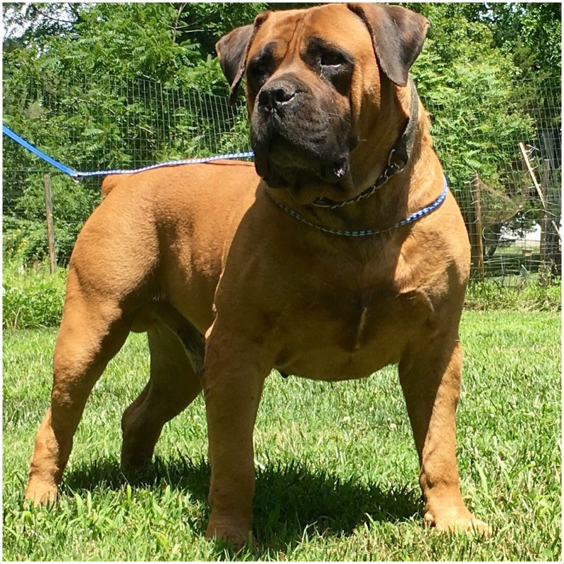 Boerboel / Boer Mastiff