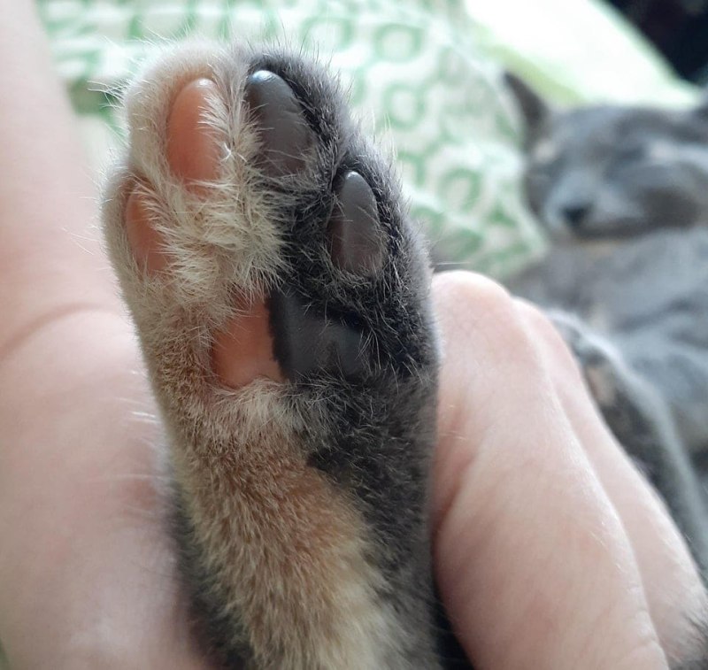 Болезнь лапок вислоухих кошек