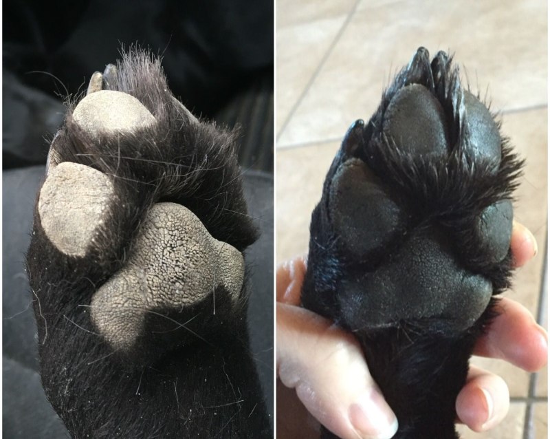 Кошачий коготь