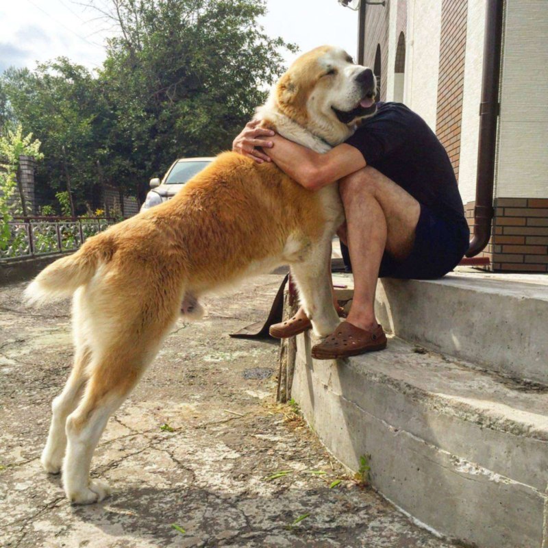 Большая собака охранник