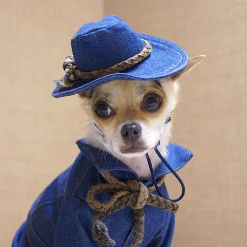 Moncler Dog