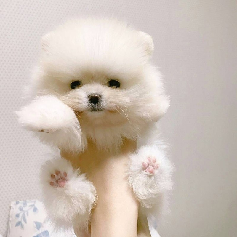 Шпиц мини мишка белый