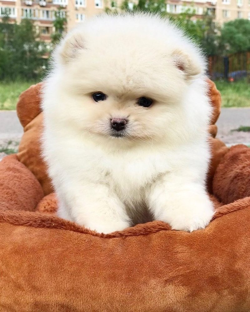 Померанский шпиц