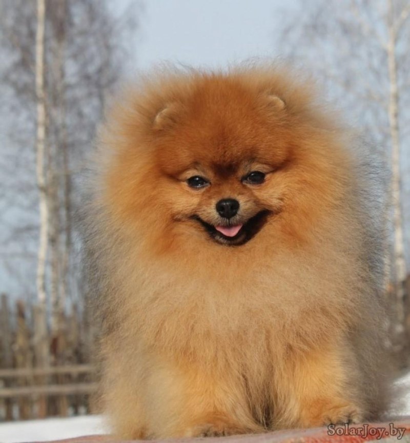 Немецкий шпиц и померанский шпиц