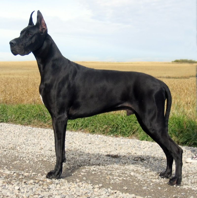 Great Dane собака