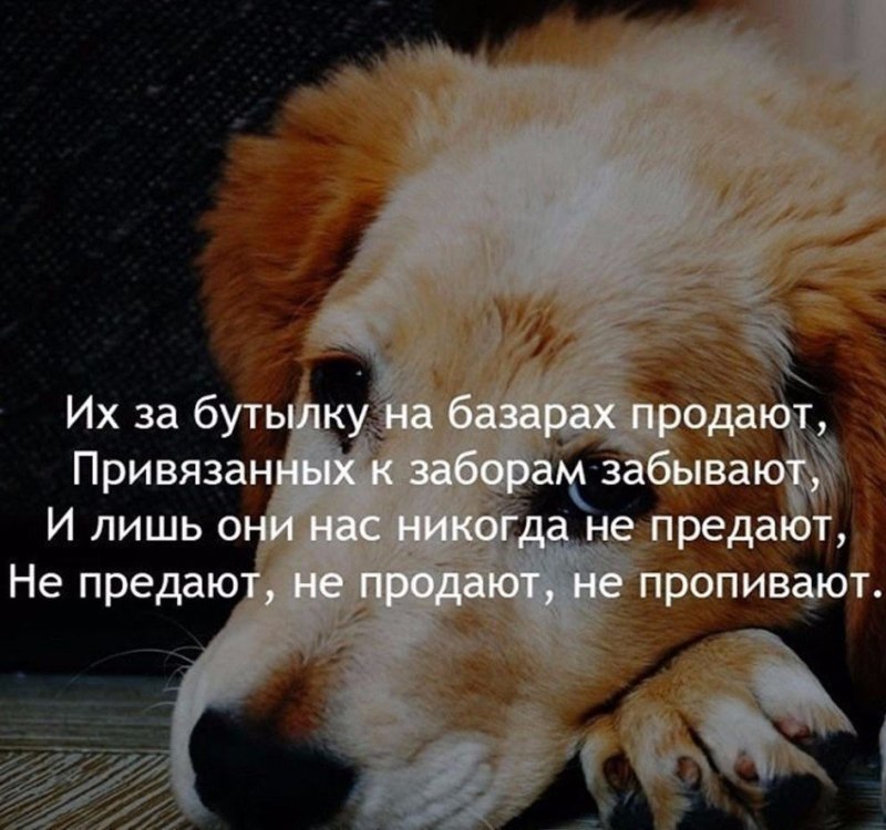 Высказывания о животных