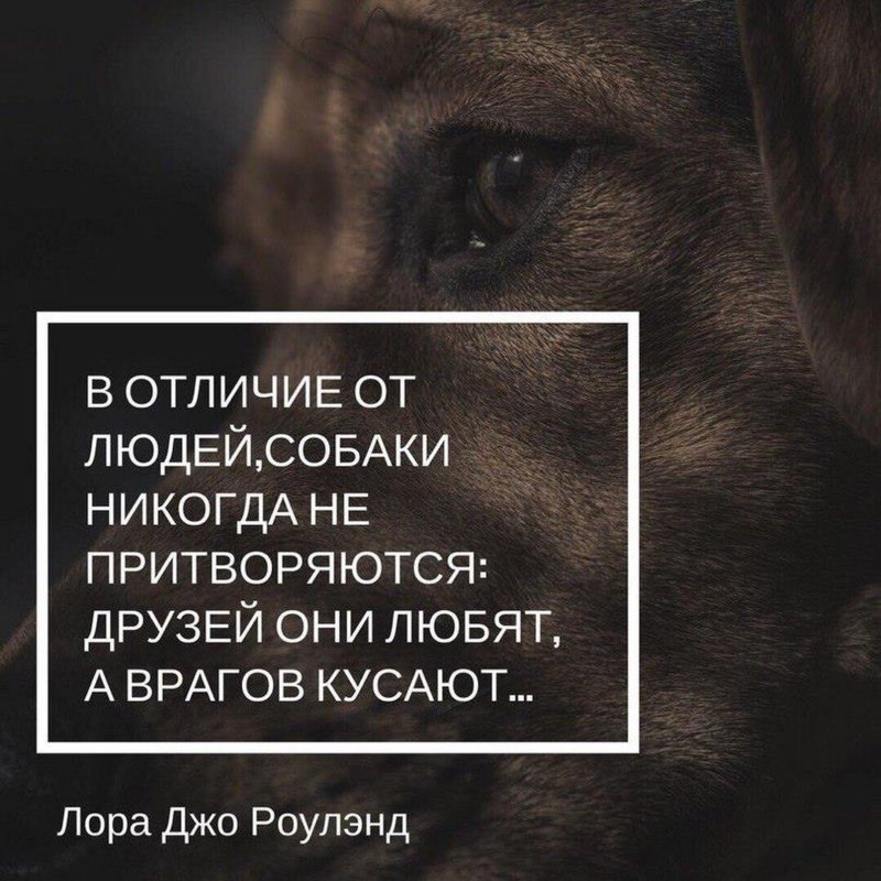 Высказывания о собаках
