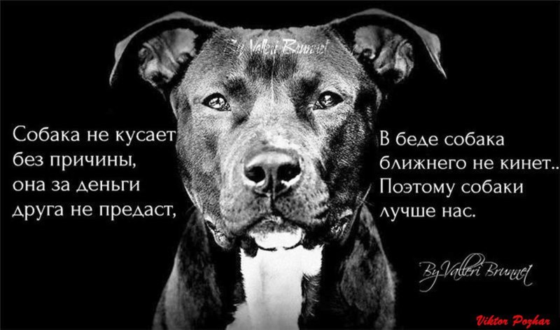 Собака друг человека цитаты