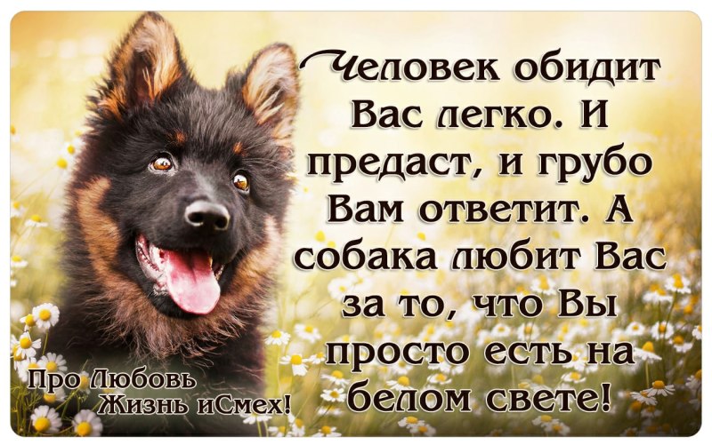 Цитаты про собак