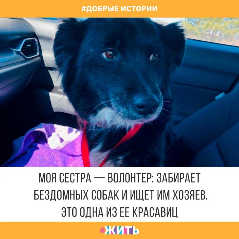 Собаки самые преданные существа