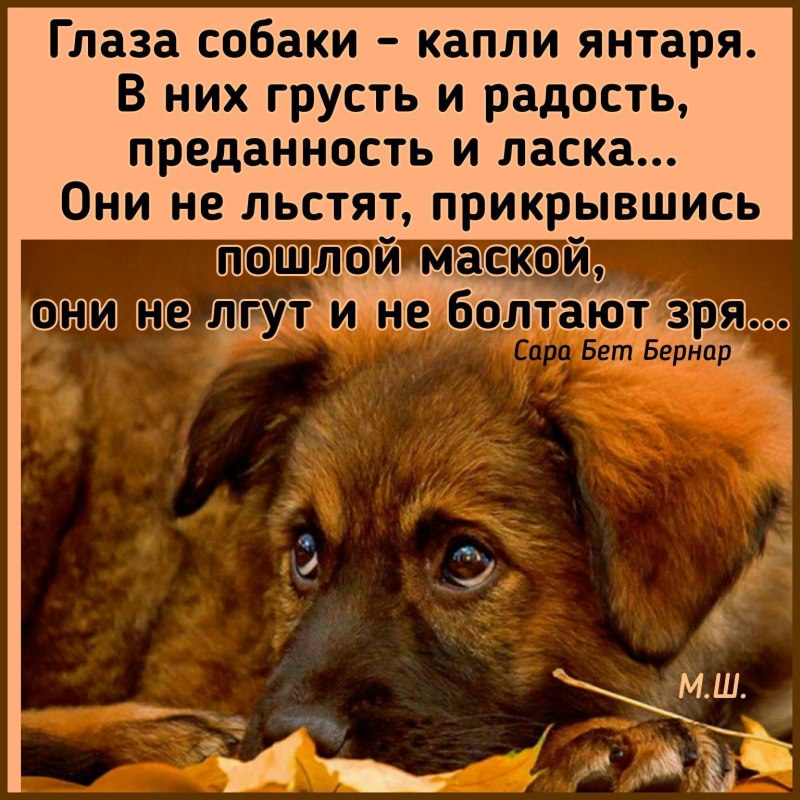 Верность собаки