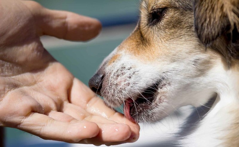 Dog licking feet
