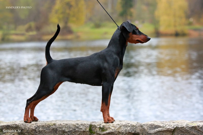 German Pinscher питомник