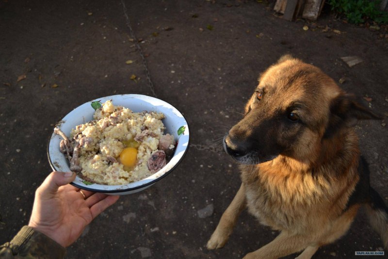 Еда для овчарок