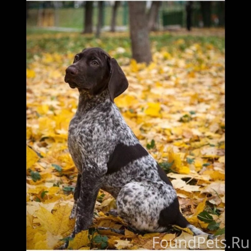 Пойнтер Курцхаар