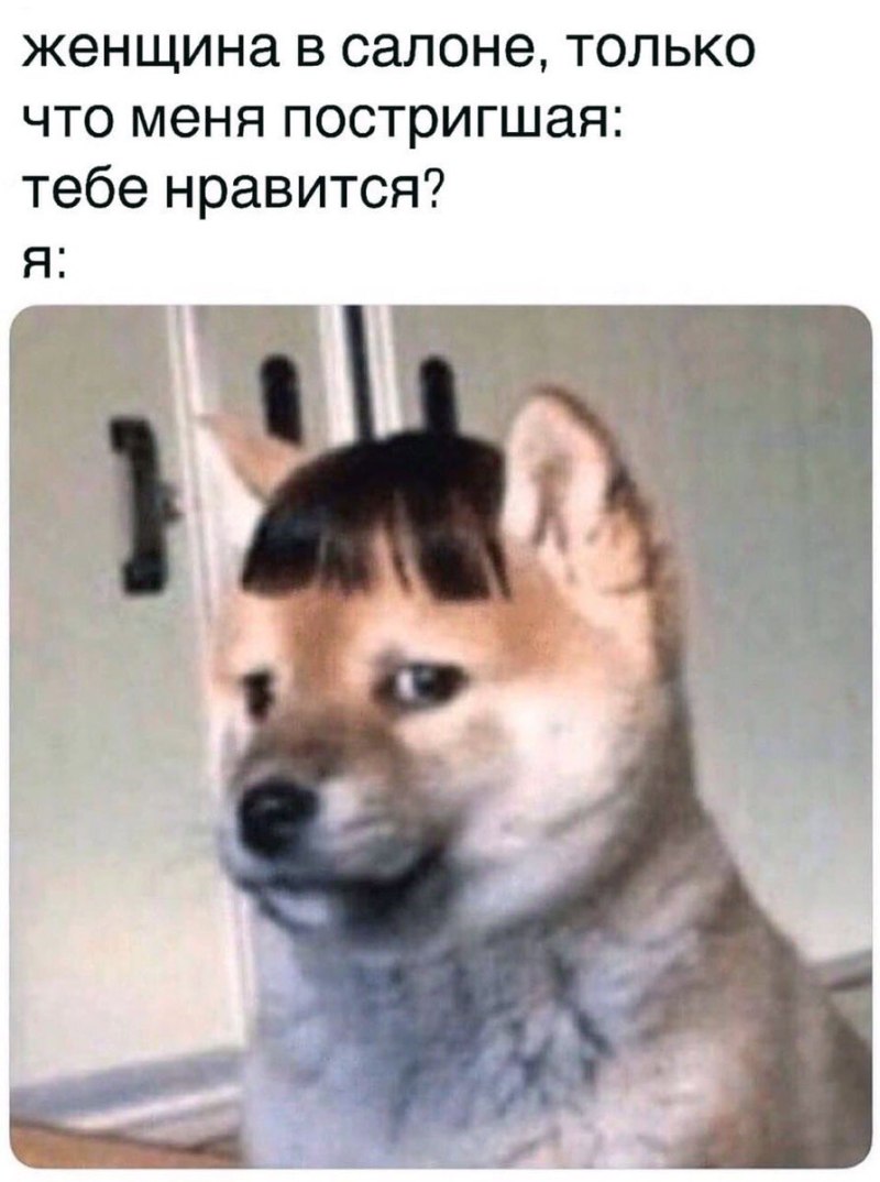 Афганская борзая