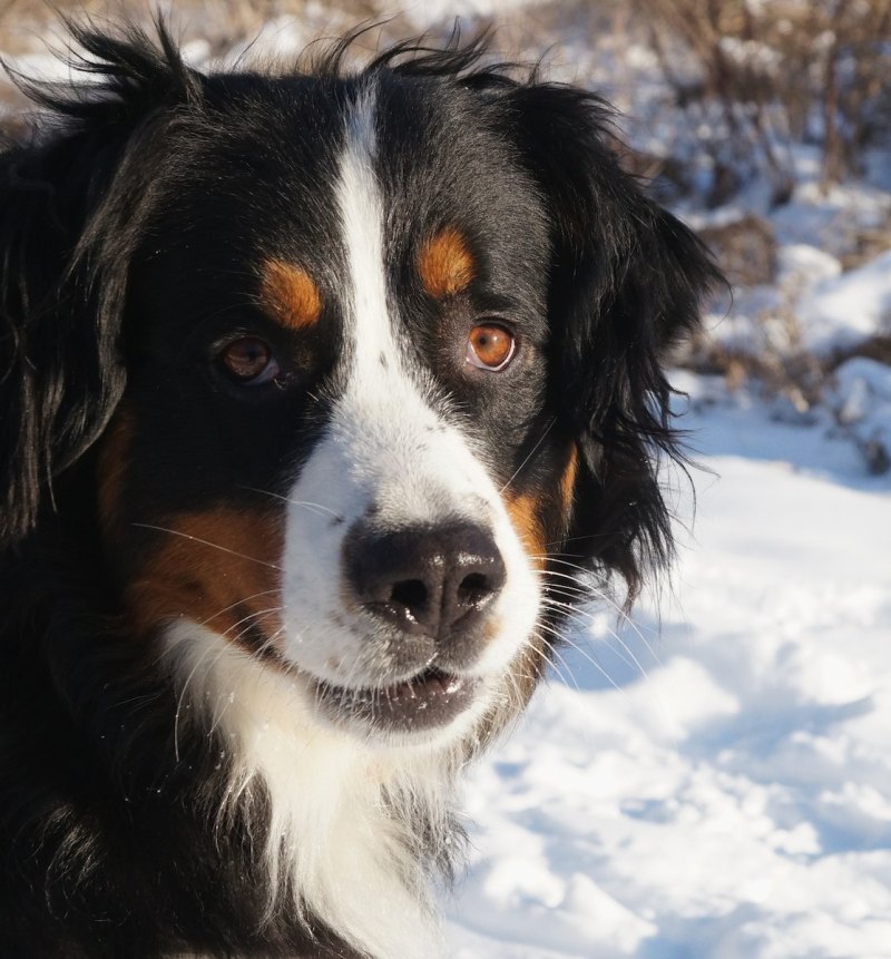 Berner Sennenhund порода