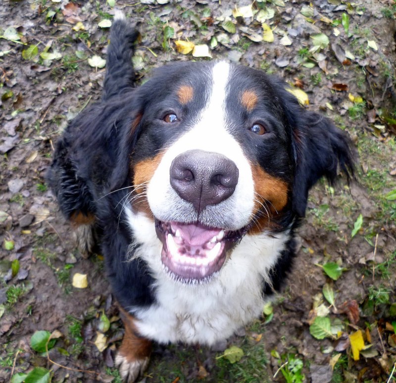 Bernese Mountain Dog