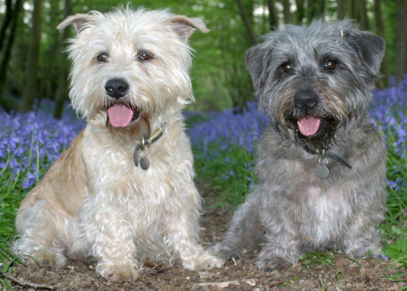 Glen of Imaal Terrier Crufts