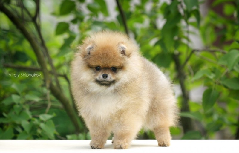 The bestiki питомник