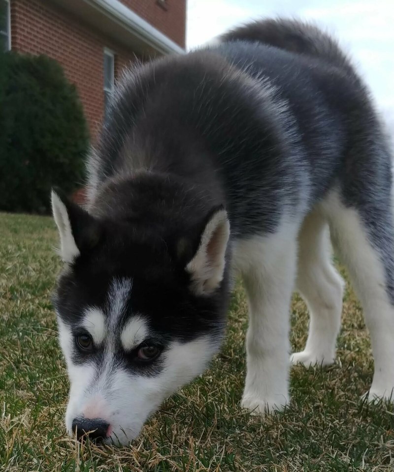 AKC Copper Siberian Husky
