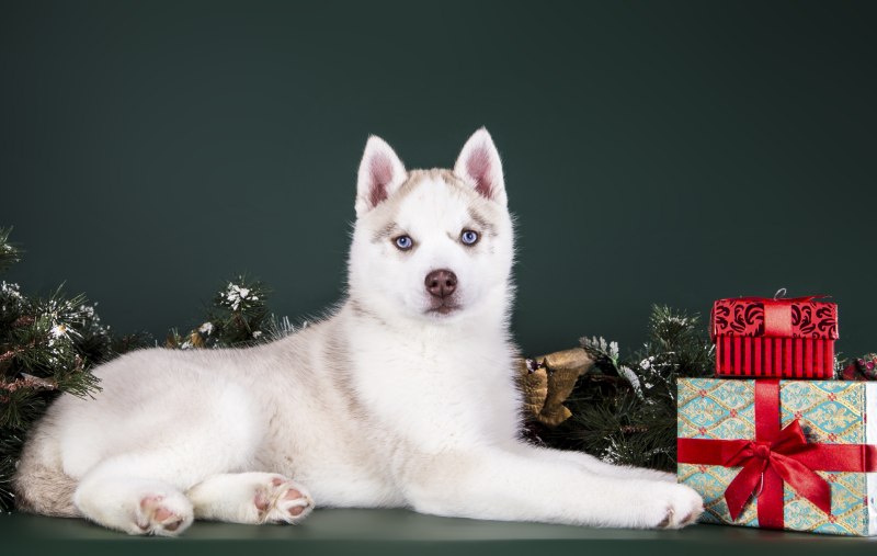 Коллаж новогодний хаски щенок