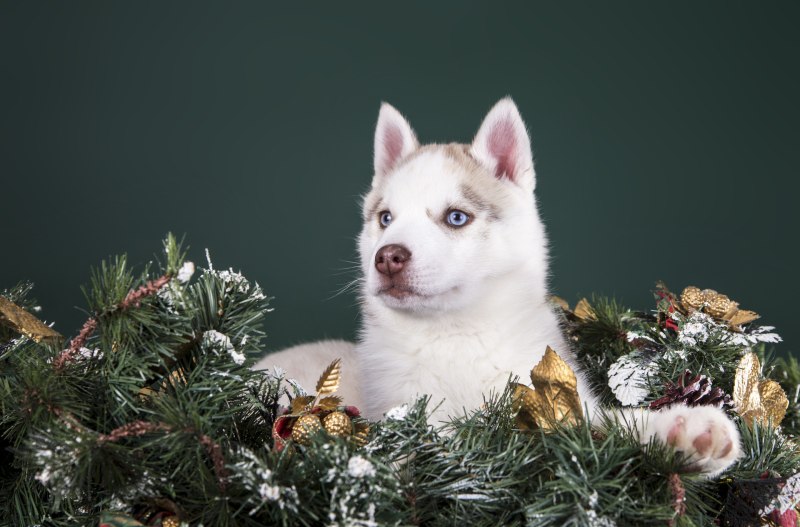Коллаж новогодний хаски щенок