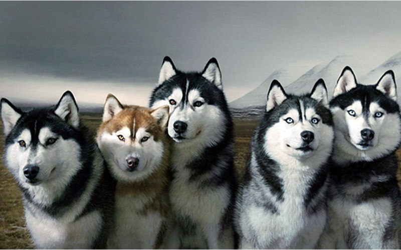 Хаски шоу класса