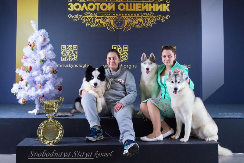 Хаски щенок на Хэллоуин