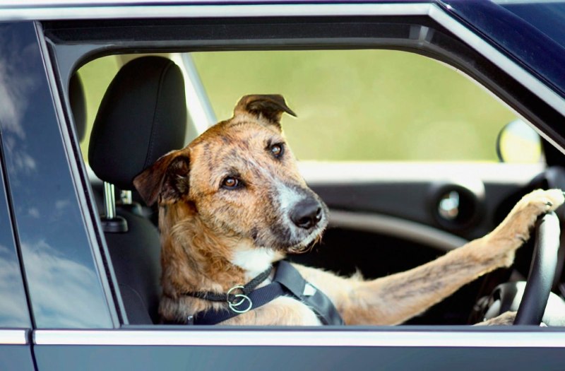 Vine sniffing Dog