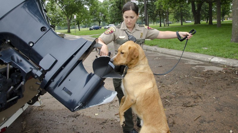 Inspector ошейник для собак