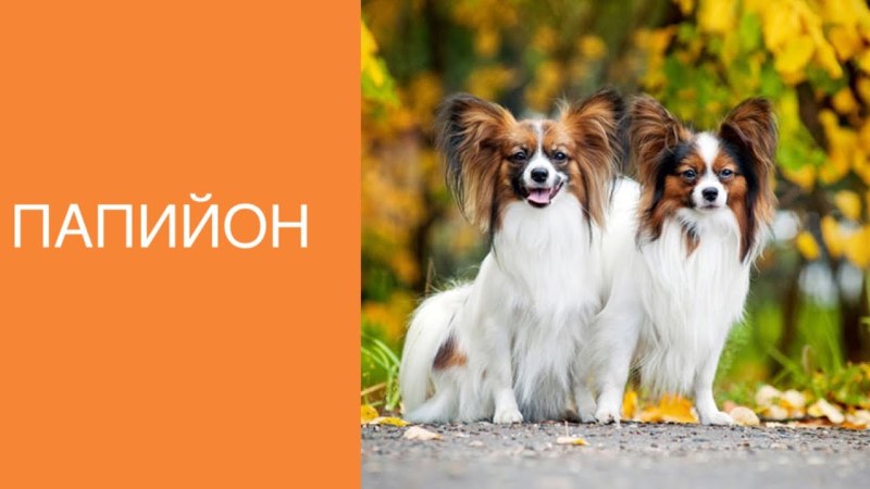 Маленькая собачка Папильон