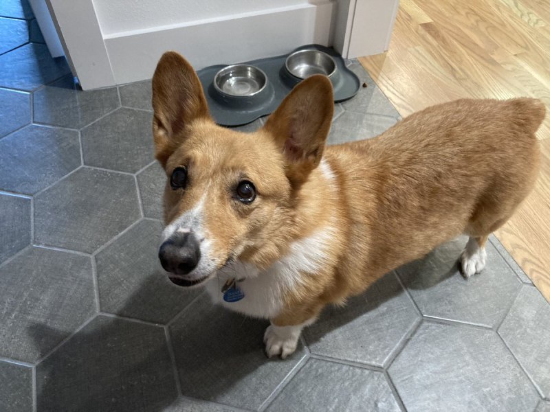 Corgi Rock