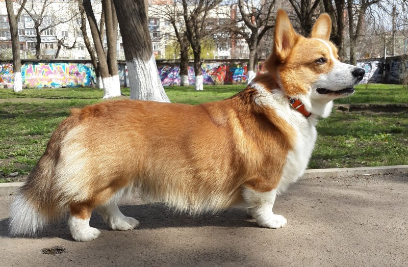 Олений корги