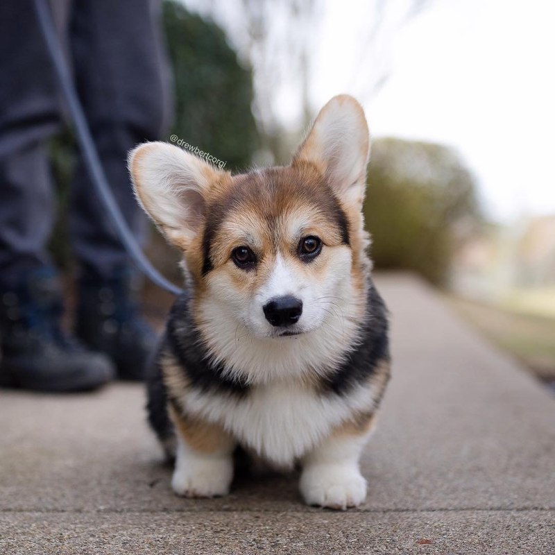 Corgi Rock