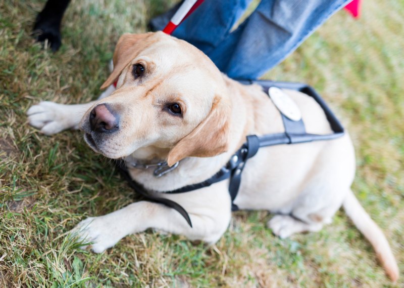 Шлейка собаки проводника Guide Dog
