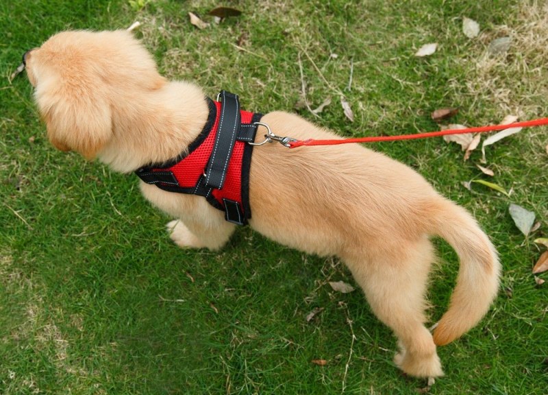 Big little Dogs шлейки