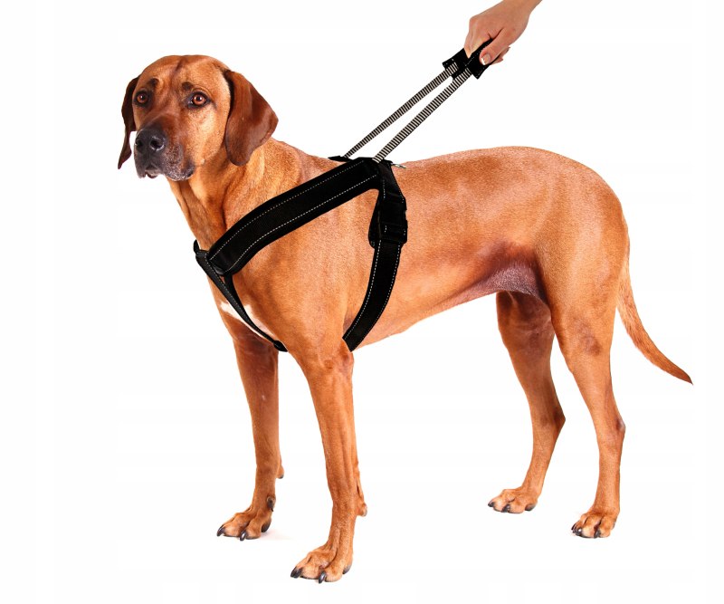 Patento Pet Sport