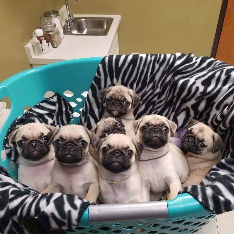 Щенок МОПСА 1 месяц